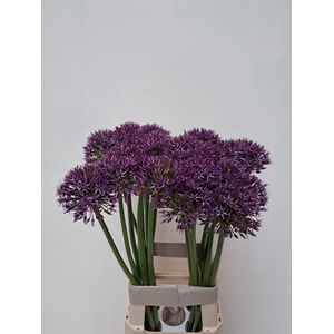 ALLIUM GROOTBLOEMIG