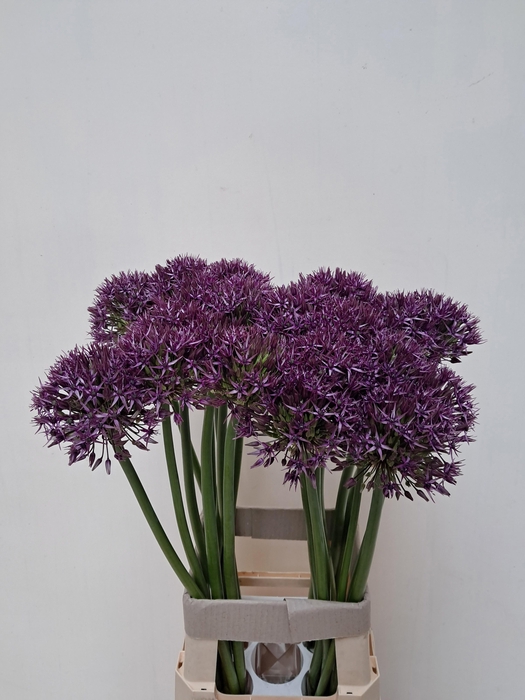 <h4>ALLIUM GROOTBLOEMIG</h4>