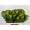 Leucadendron Goldstrike