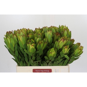 Leucadendron Goldstrike