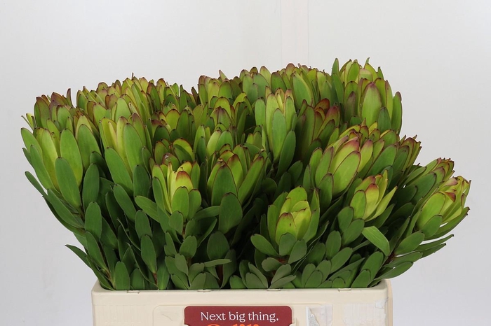 <h4>Leucadendron Goldstrike</h4>