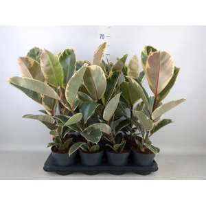 Ficus elastica 'Tineke'