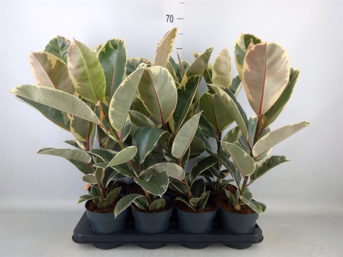 <h4>Ficus elastica 'Tineke'</h4>