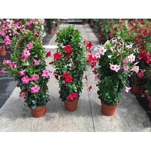 Dipladenia dubbelboog diverse kleuren, de laatste