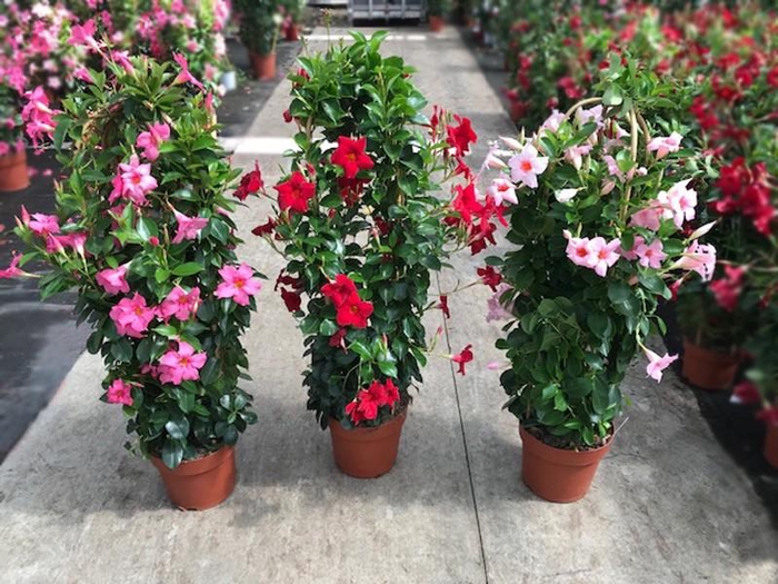 <h4>Dipladenia dubbelboog diverse kleuren, de laatste</h4>