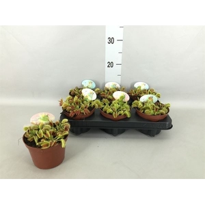 Dionaea muscipula