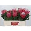 Protea Cynaroides Madiba
