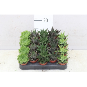 Haworthia Gemengd