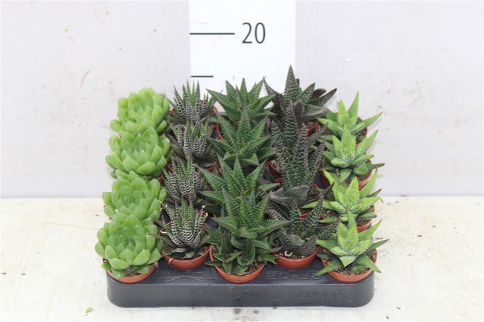 <h4>Haworthia Gemengd</h4>