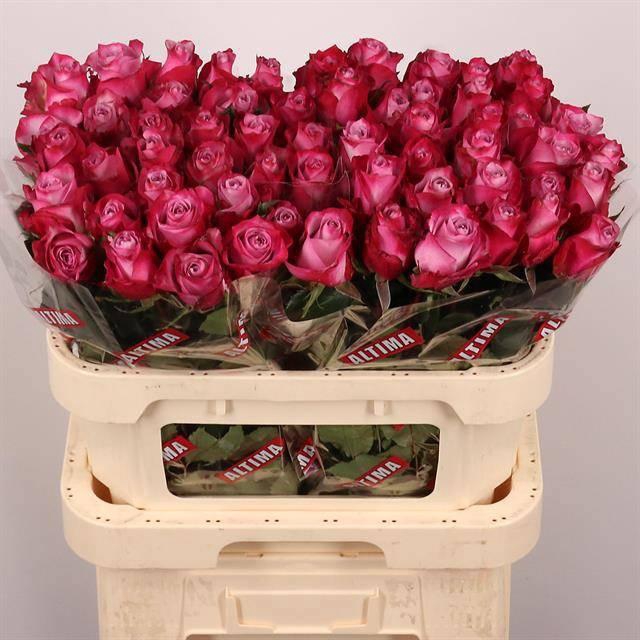 <h4>R GR DEEP PURPLE</h4>