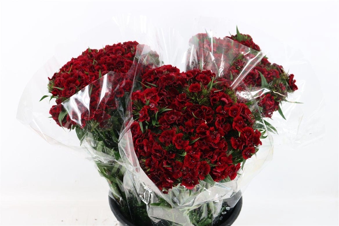 <h4>Di Barb Bordeaux</h4>