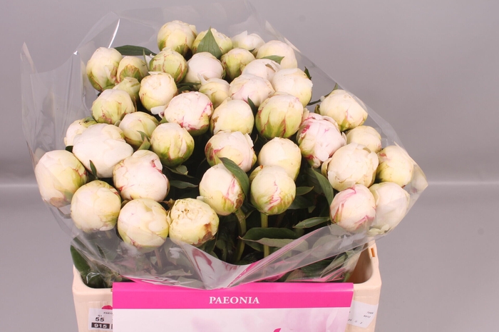 <h4>Paeonia Bowl Of Cream | Heavy Quality</h4>
