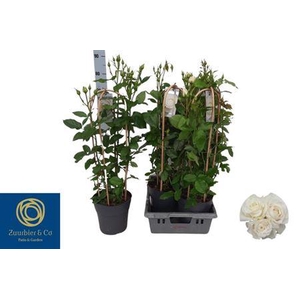 Rosa Fl Charm Select