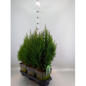 Juniperus chinensis 'Stricta'