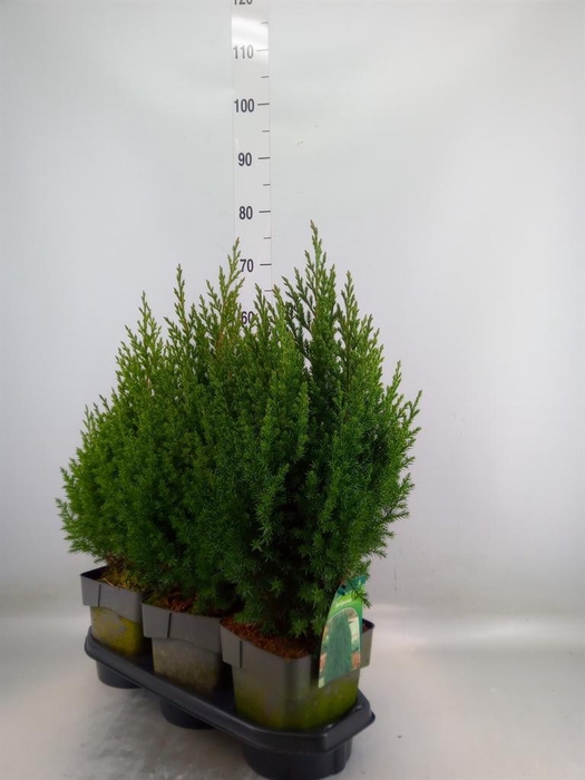 <h4>Juniperus chinensis 'Stricta'</h4>