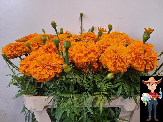 <h4>TAGE E CO DEEP ORANG</h4>