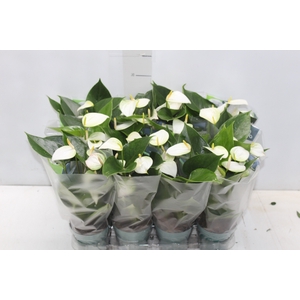 ANTHURIUM VARIADO P09