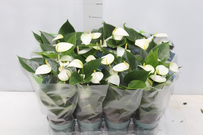 <h4>ANTHURIUM VARIADO P09</h4>