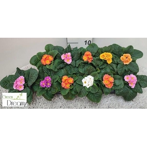 PRIM AC PARADISO GEM