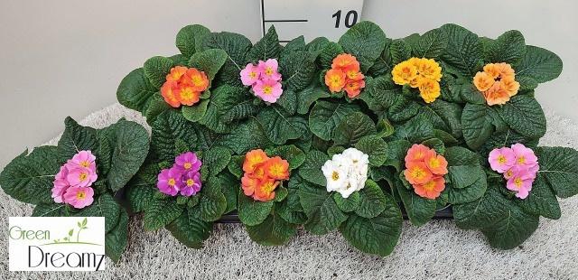 <h4>PRIM AC PARADISO GEM</h4>