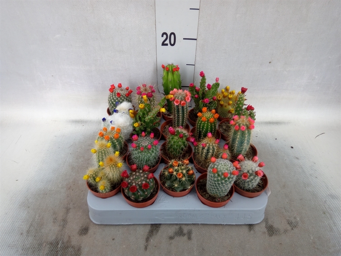 <h4>Cactus   ...decorated</h4>