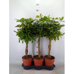 Schefflera arbor. 'Compacta'