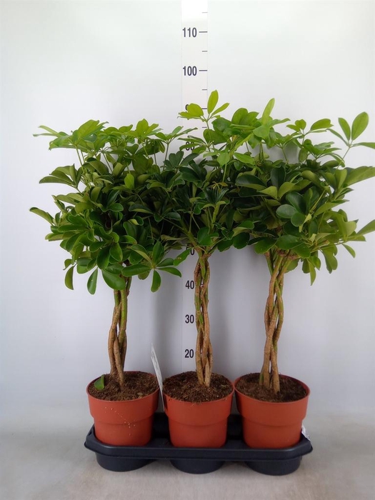 <h4>Schefflera arbor. 'Compacta'</h4>