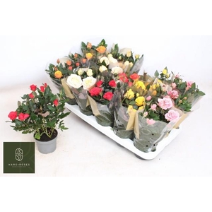 RO KORDAN GRANDE GEM