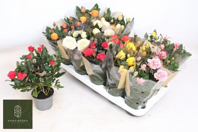 <h4>RO KORDAN GRANDE GEM</h4>