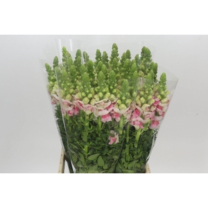 Antirrhinum Potomac Appleblossom