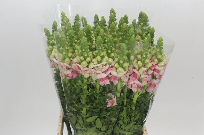 <h4>Antirrhinum Potomac Appleblossom</h4>