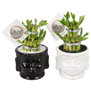 Lucky Bamboo Round 2Small in ø11cm Buddha head pot Black/White