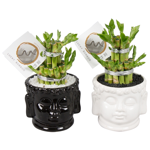 <h4>Lucky Bamboo Round 2Small in ø11cm Buddha head pot Black/White</h4>