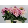 Dahlia Cafe Au Lait