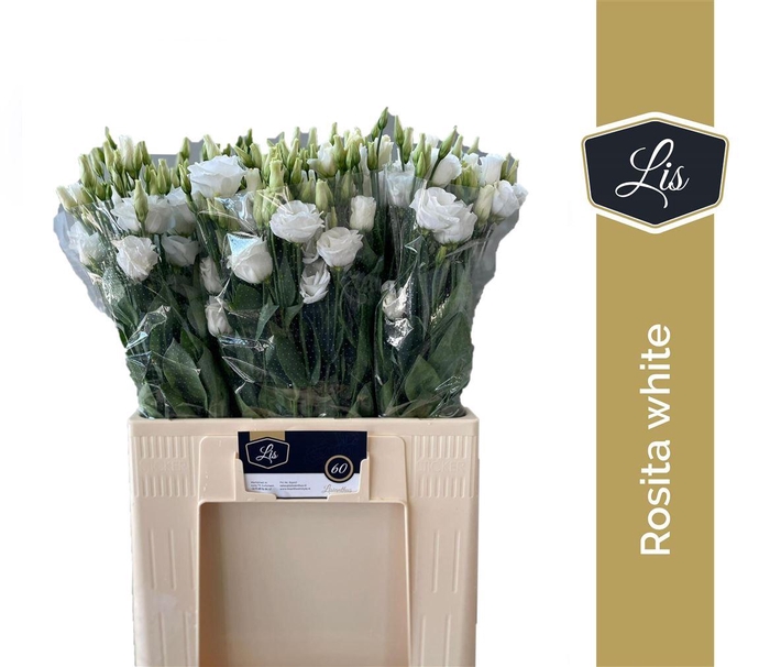 <h4>Eus G Rosi White</h4>