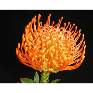 Leucospermum Ayoba Peach