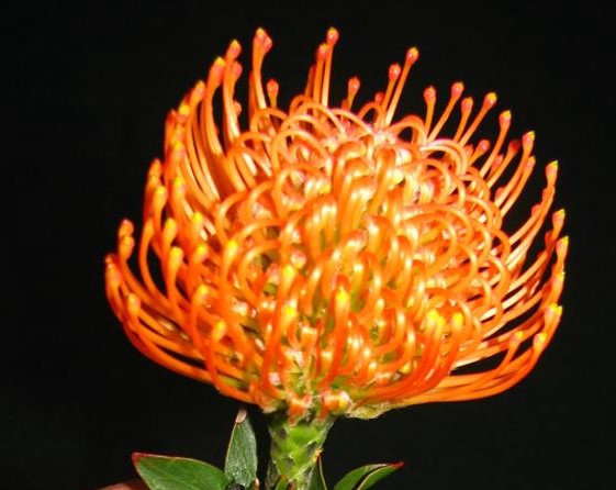 Leucospermum Ayoba Peach