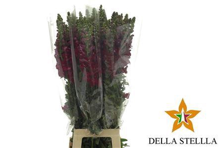 <h4>Antirrhinum It. Red</h4>