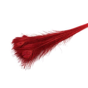 PAUWENVEREN  RED