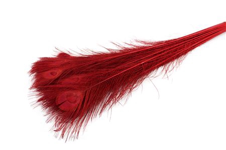 <h4>PAUWENVEREN  RED</h4>