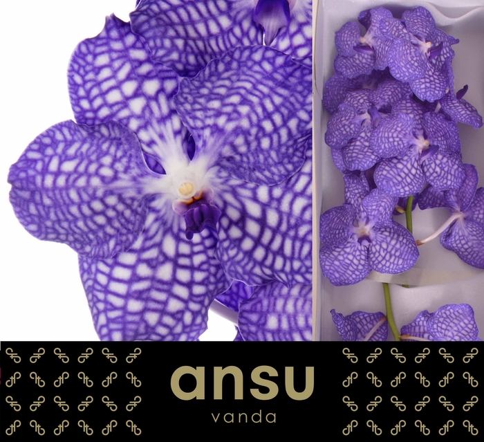 Vanda Kanchana China Blue