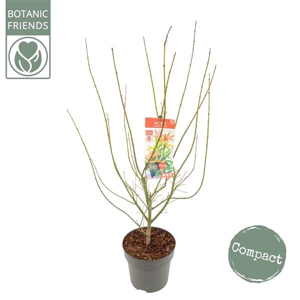 <h4>Acer palm. 'Jerre Schwartz'</h4>