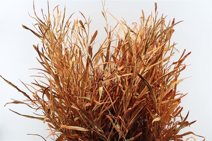 Grevillea Metal Copper