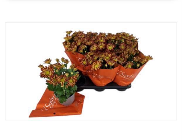 <h4>CHRYS GEVULDBL GEM</h4>