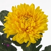 CHR G ASTRO GOLDEN