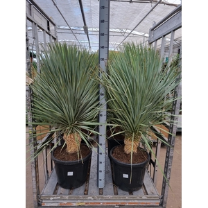 YUC ROSTRATA
