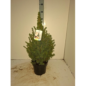 PICEA GL CONICA
