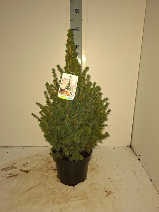 <h4>PICEA GL CONICA</h4>