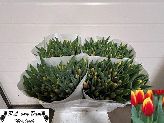 <h4>TU EN ANDRE CITROEN</h4>