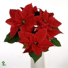 Cactus Obregonia Denegrii